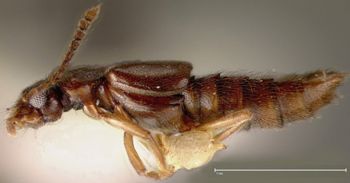 Media type: image;   Entomology 27481 Aspect: habitus lateral view